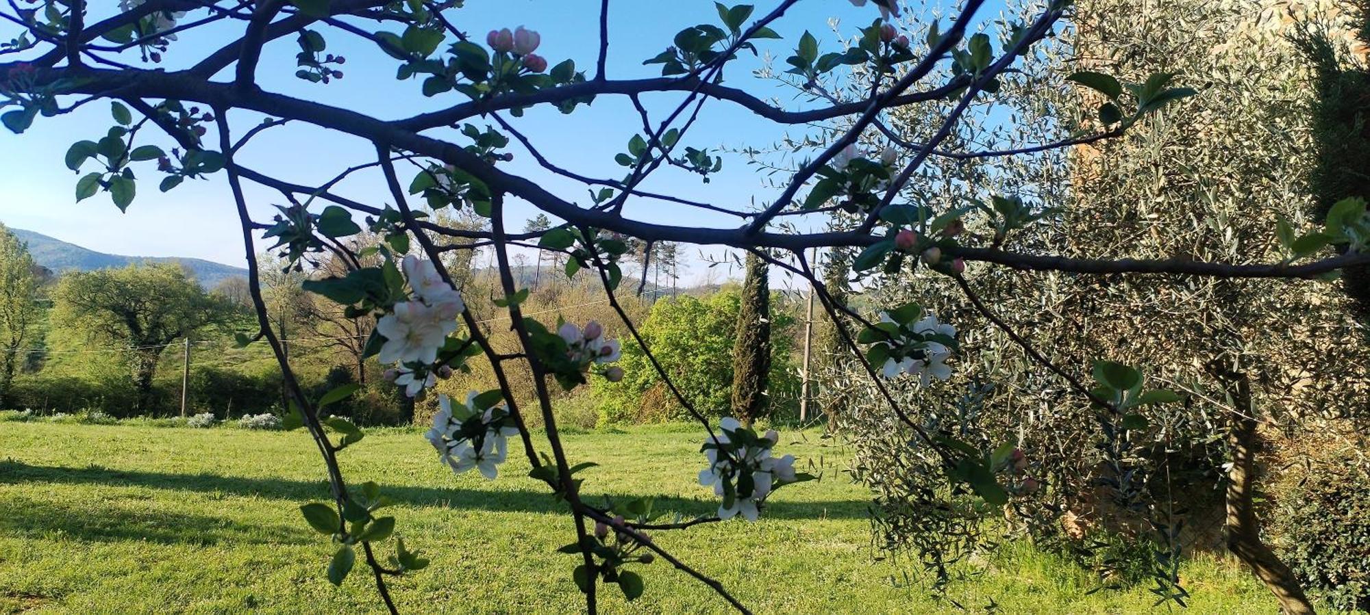I Salici Agriturismo Badia Agnano Exteriér fotografie